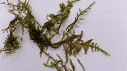 Moss "TAIWAN" in a cup (15g)