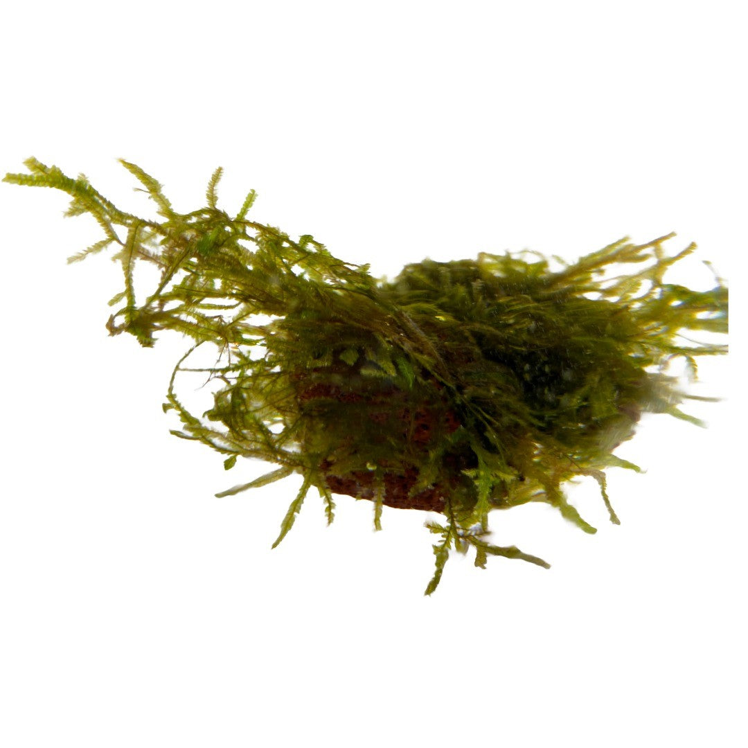 Moss "TAIWAN" in a cup (15g)