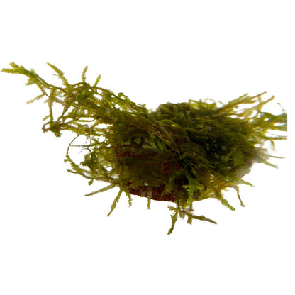Moss "TAIWAN" in a cup (15g)