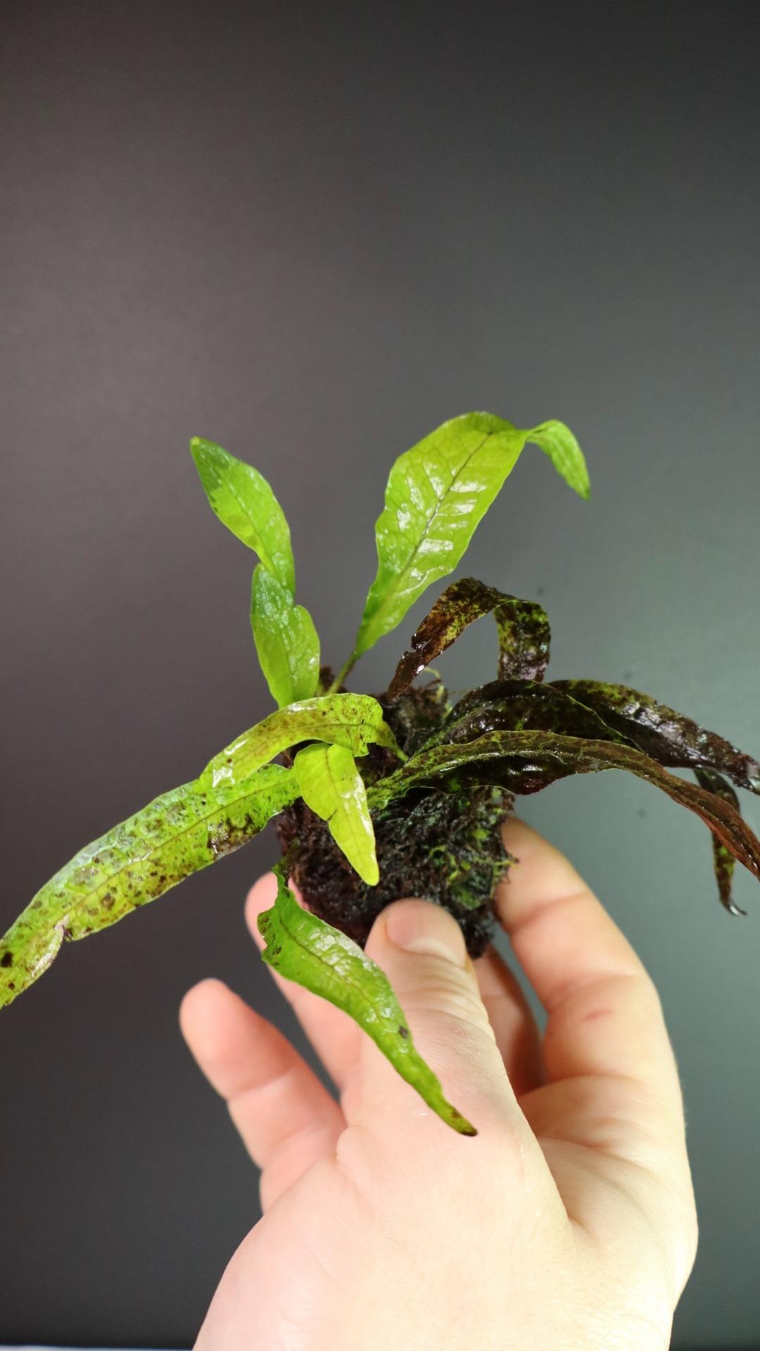 Microsorum Narrow Leaf