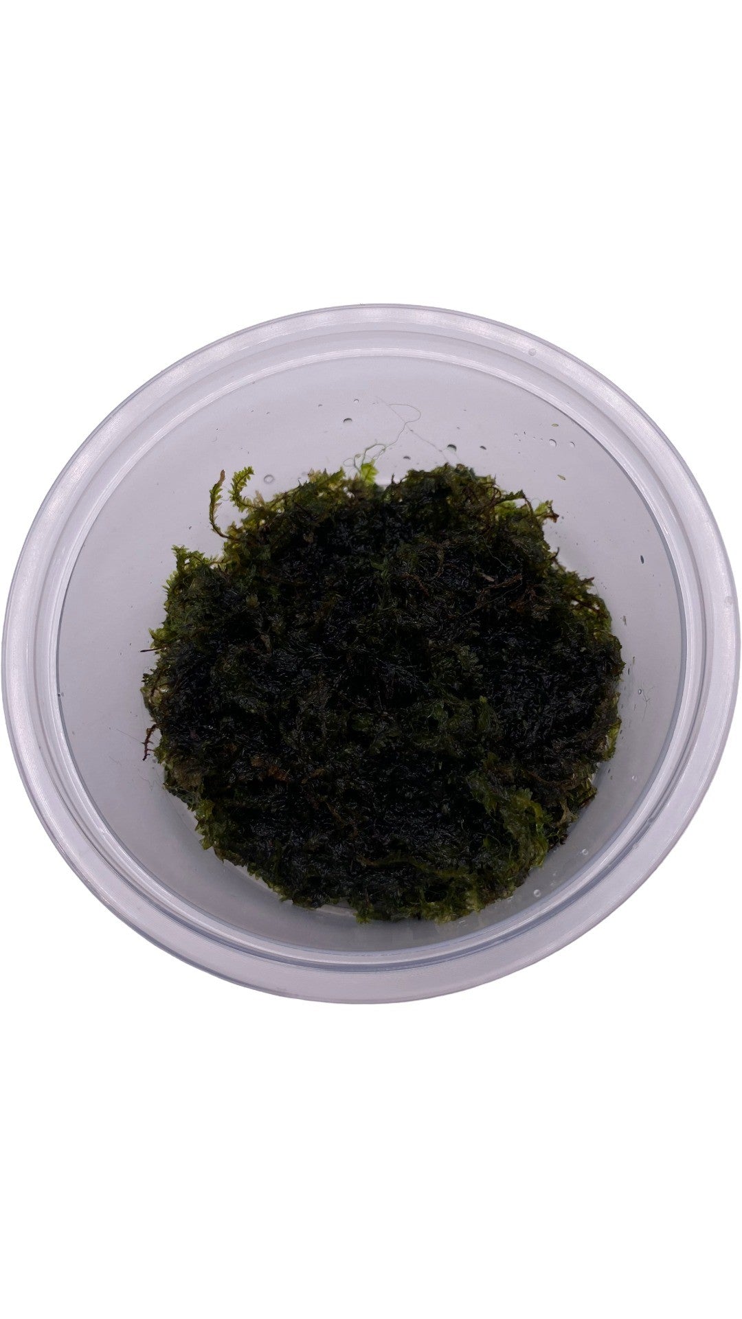 Moss "PANCURAJI" in a cup (15g)