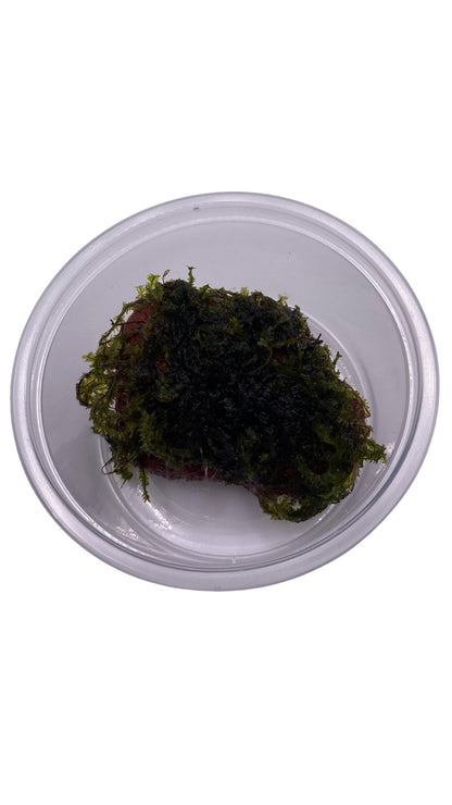 Moss "PANCURAJI" in a cup (15g)