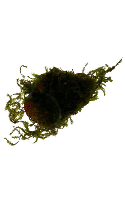 Moss "PANCURAJI" in a cup (15g)