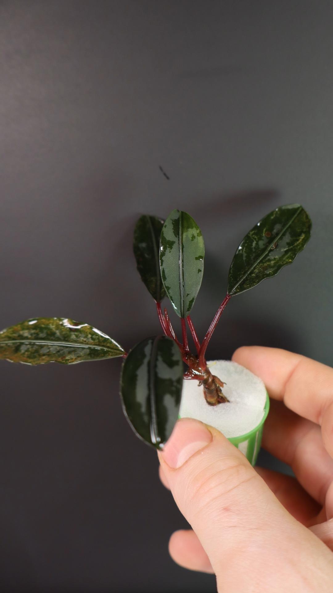 Bucephalandra Pandora