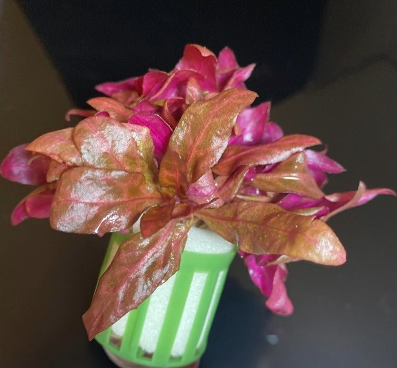 rosanervig-crop - AquaPlantStore