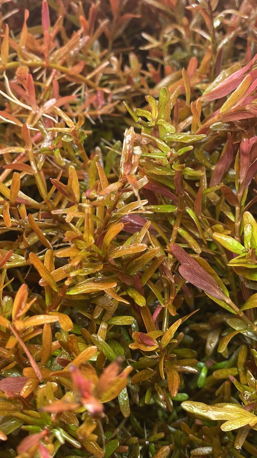 rotala_red_blood_opt - AquaPlantStore