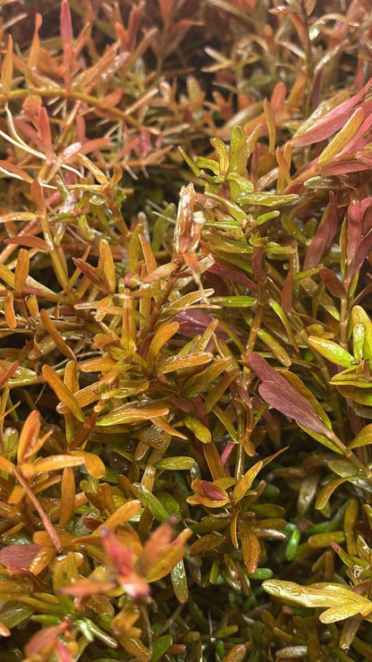 rotala_red_blood_opt - AquaPlantStore