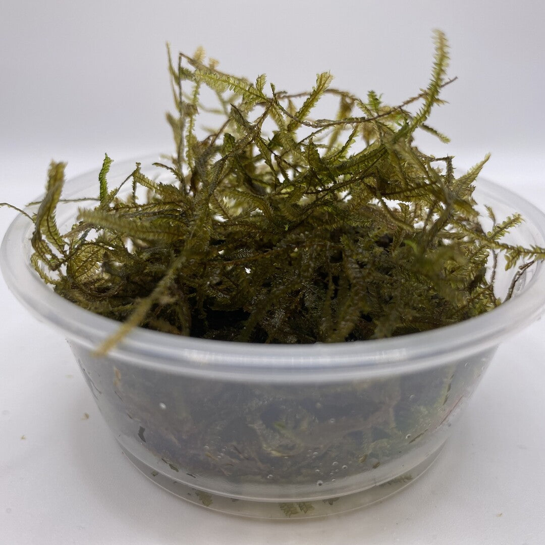 Moss "SPICKY" in a cup (15g)