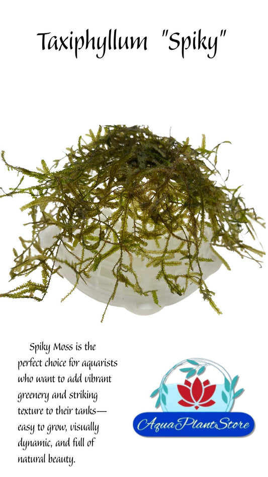 Moss "SPICKY" in a cup (15g)