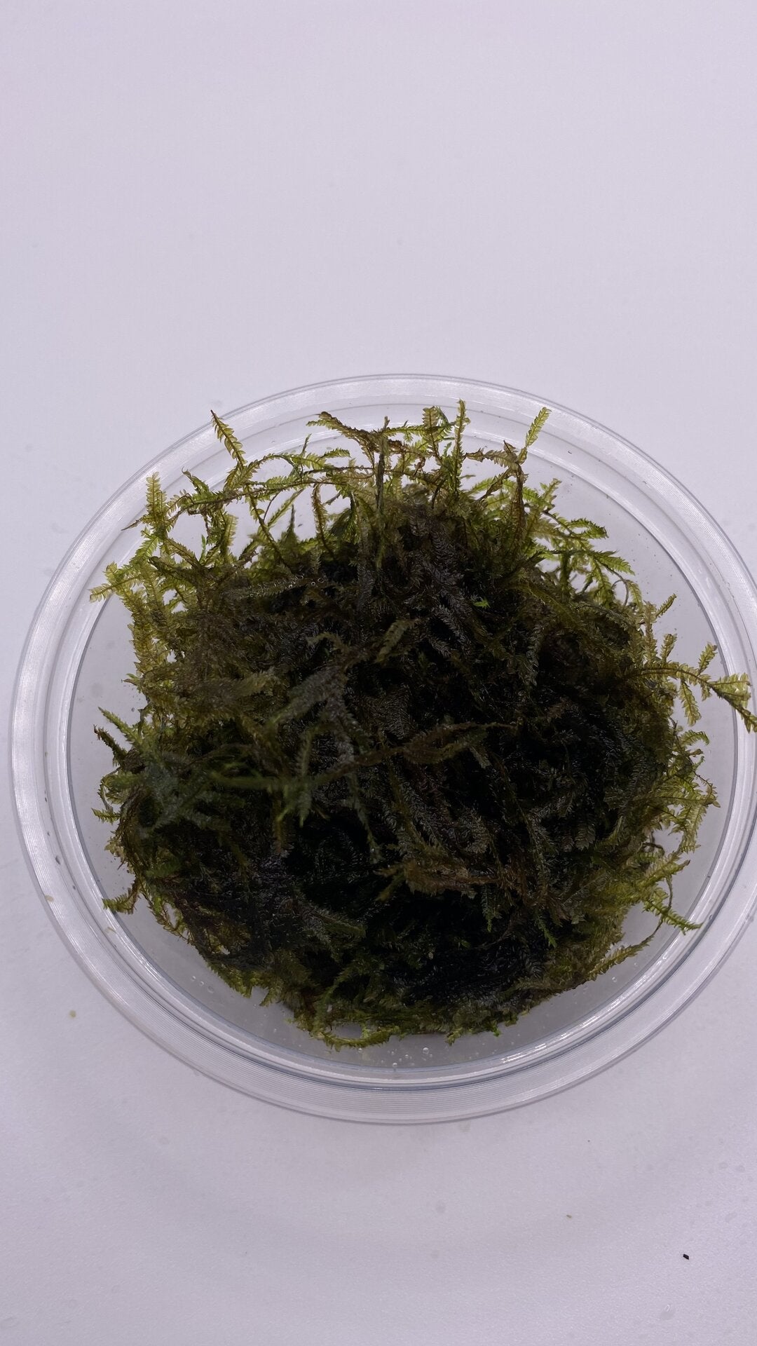 Moss "TAIWAN" in a cup (15g)