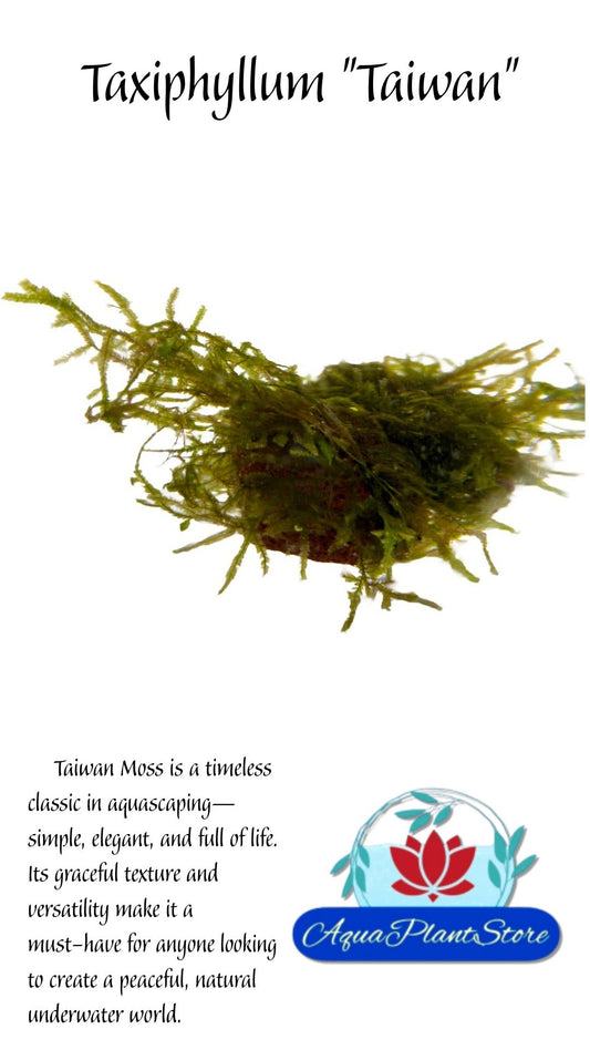 Moss "TAIWAN" in a cup (15g)