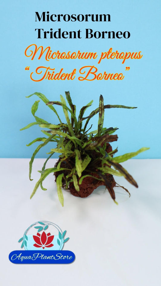 Microsorum Trident Borneo