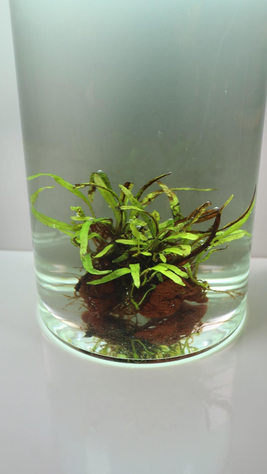 Microsorum Trident Borneo