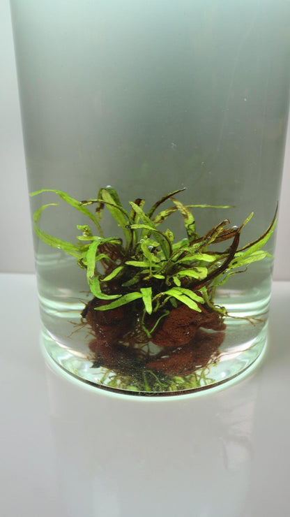 Microsorum Trident Borneo